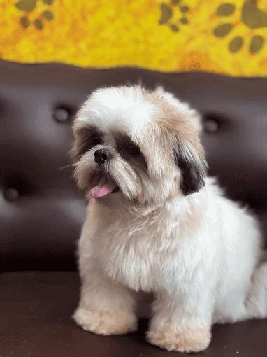 Dog Spa Makeover