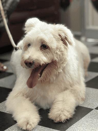 Cooper at Hub