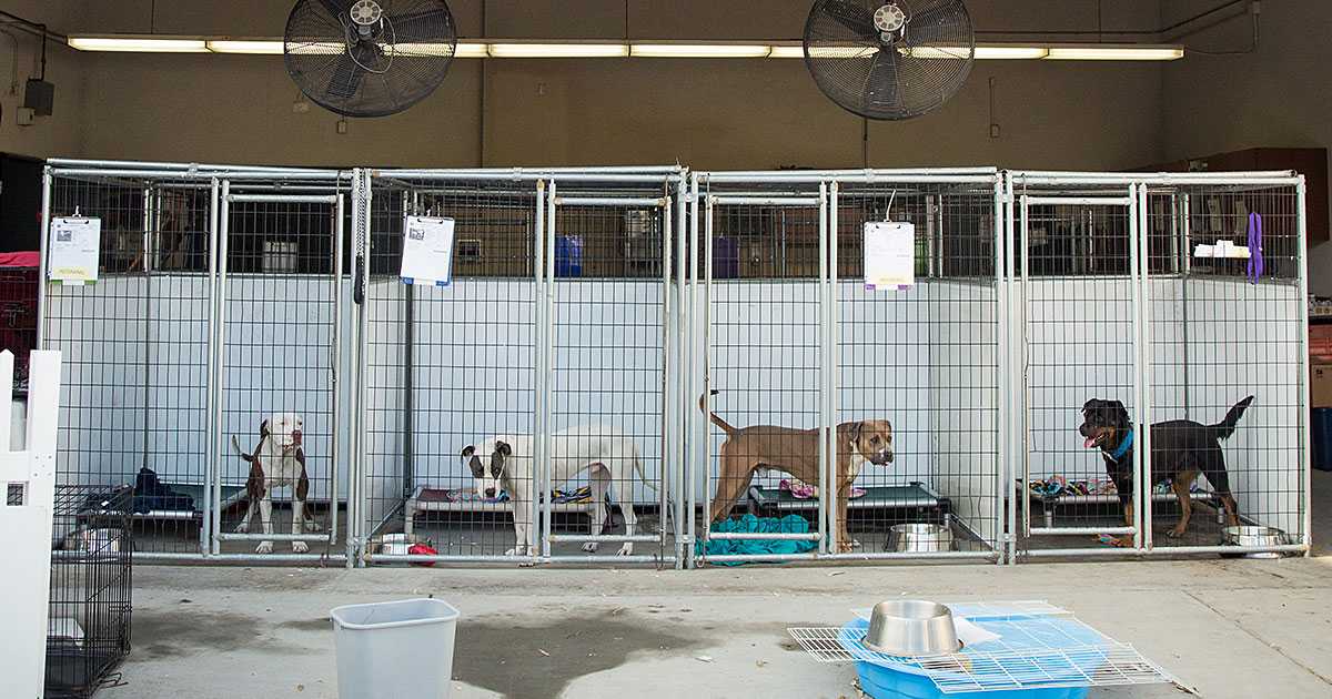 Pet Boarding