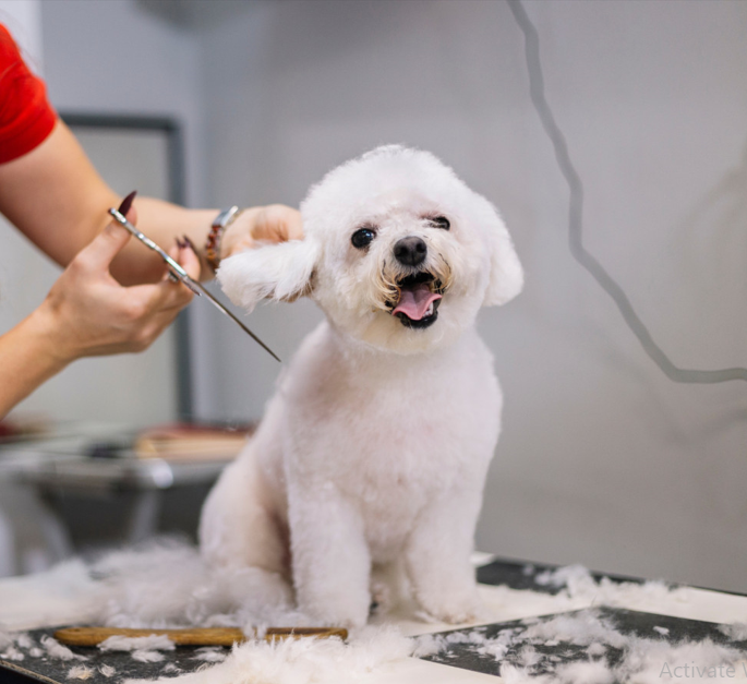 Dog Spa Hygiene
