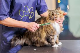 Cat Spa Bath