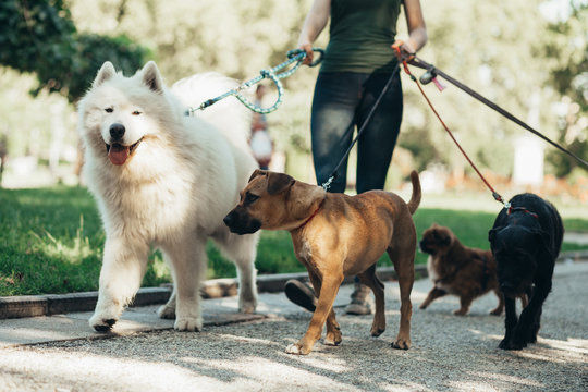 Dog Walking