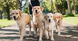 Dog Walking Service
